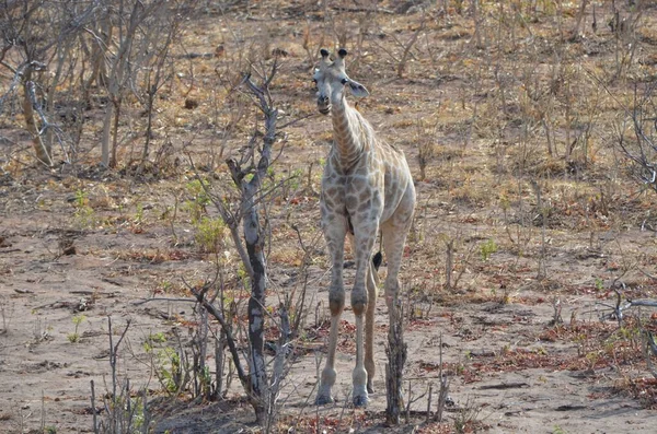 Leuke Angolan Giraffe Chobe Botswana — Stockfoto