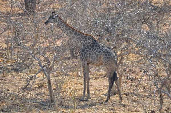Стоящий Жираф Национальном Парке Чобе Ботсвана — стоковое фото