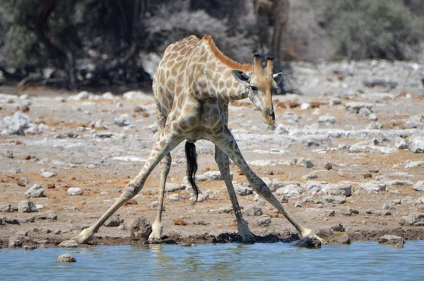 Żyrafa Rozkłada Nogi Żeby Się Napić — Zdjęcie stockowe
