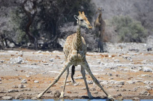 Жираф Раздвигает Ноги Пить — стоковое фото