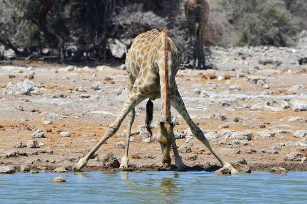 Spragniona Żyrafa Pije Przy Wodopoju — Zdjęcie stockowe