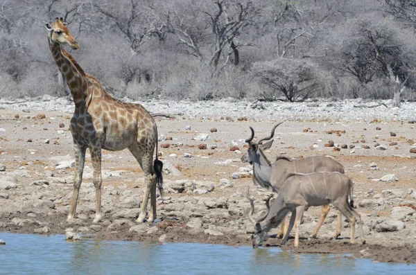 Su birikintisinde bir zürafa duruyor, Etosha NP