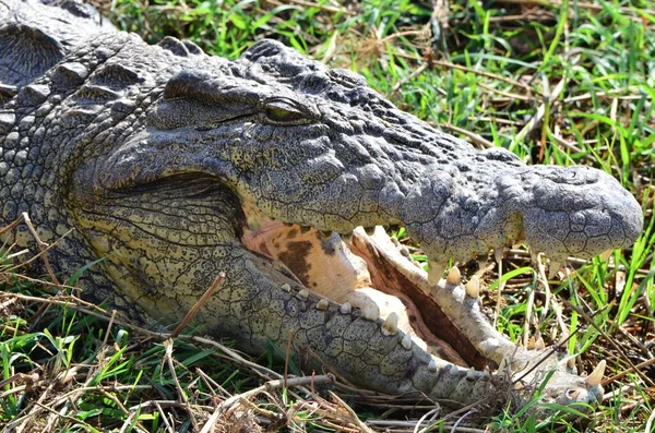 Ritratto Coccodrillo Del Nilo Che Prende Sole Chobe — Foto Stock