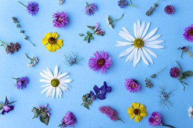 Mavi arka planda çiçekler ve yapraklar. Güzel bir arka plan, yaz çiçekleri, güzel çiçekler, üst manzara, çerçeve. Yaz konsepti.