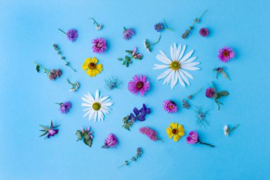 Mavi arka planda çiçekler ve yapraklar. Güzel bir arka plan, yaz çiçekleri, güzel çiçekler, üst manzara, çerçeve. Yaz konsepti.