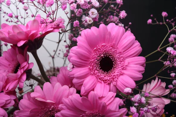 Strauß Rosa Gerbera Gänseblümchen Auf Schwarz Weißem Hintergrund Rosa Blühende — Stockfoto