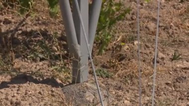 Şarap endüstrisi için üzüm çiftliği