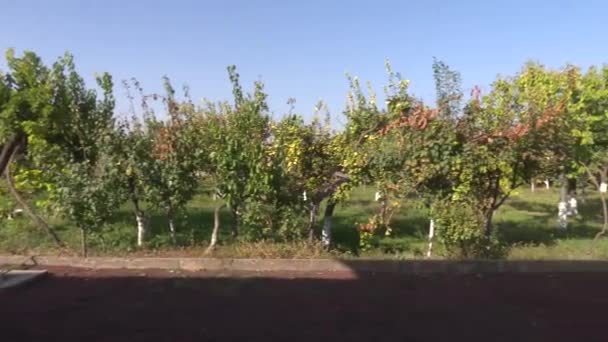 Большая Ферма Красных Зеленых Яблок — стоковое видео
