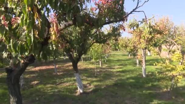 Beautiful Garden European Village — Stock Video