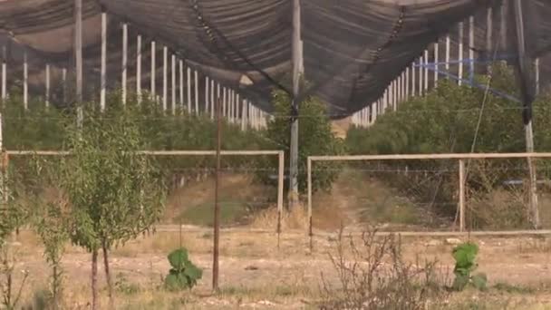 Big Almond Farm Drip Irrigation System — Stockvideo