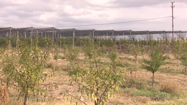 Grande Ferme Amandes Avec Système Irrigation Goutte Goutte — Video