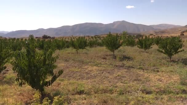 Damla Sulama Sistemi Olan Büyük Badem Çiftliği — Stok video