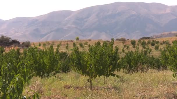 大規模なアーモンド農場と点滴灌漑システム — ストック動画