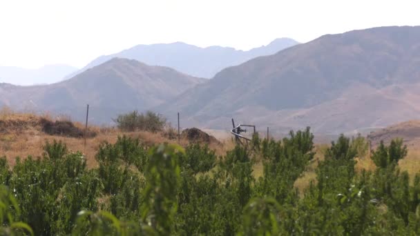 Damla Sulama Sistemi Olan Büyük Badem Çiftliği — Stok video