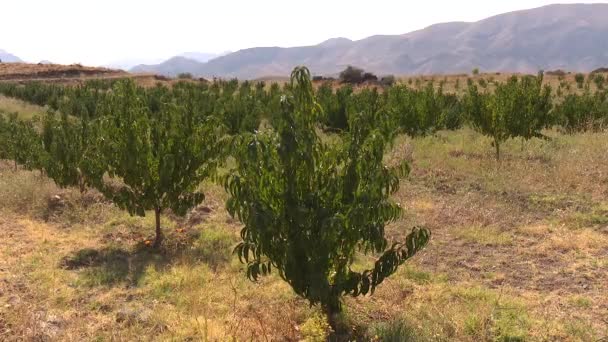 Big Almond Farm Drip Irrigation System — Stockvideo