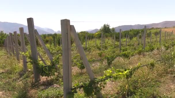 Weinbaubetrieb Für Die Weinindustrie — Stockvideo