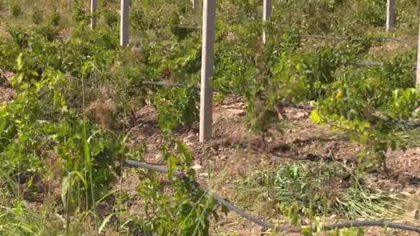 Meyve Çiftliğinde Damlatma Sistemi — Stok video