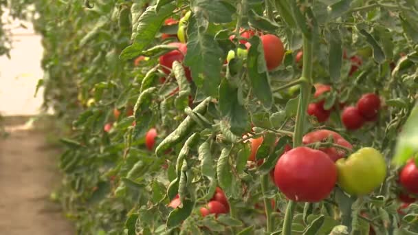 Červená Chutná Rajčata Skleníku — Stock video