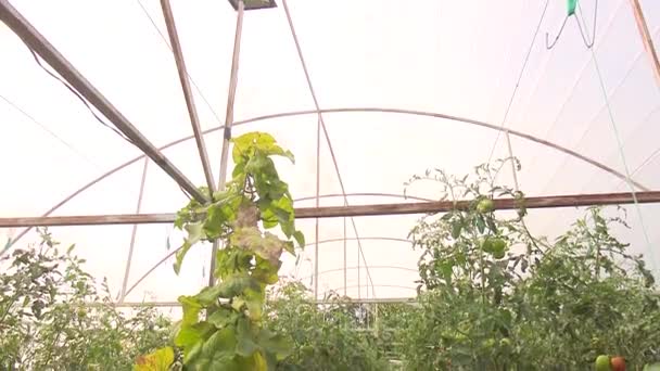 Rode Smakelijke Tomaten Een Kas — Stockvideo