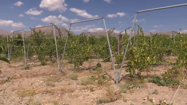 Weinbaubetrieb Für Die Weinindustrie — Stockvideo