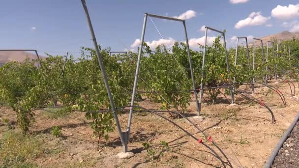 Şarap Endüstrisi Için Üzüm Çiftliği — Stok video