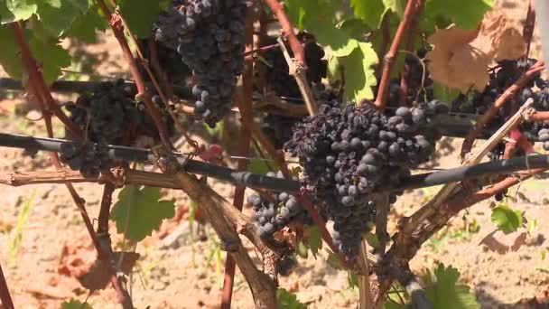 Granja Uva Para Industria Del Vino — Vídeos de Stock