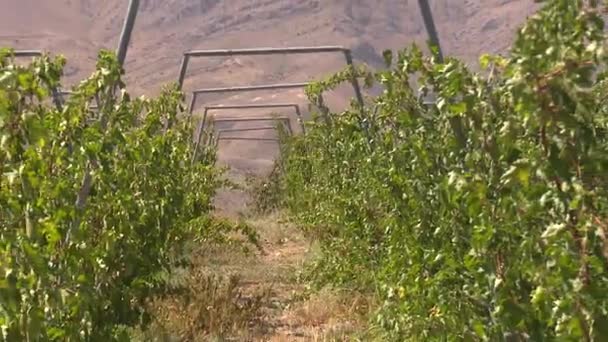 Granja Uva Para Industria Del Vino — Vídeo de stock