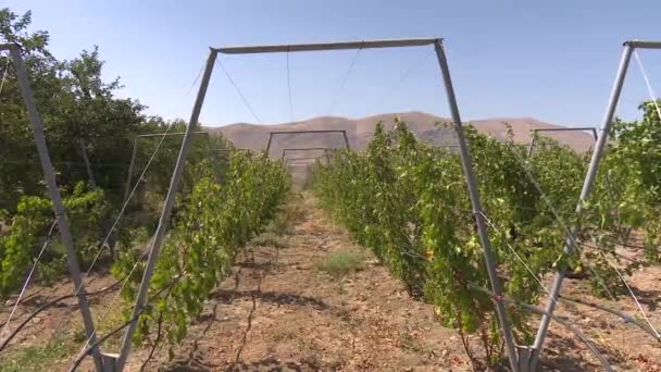 ワイン産業のためのブドウ畑 — ストック動画
