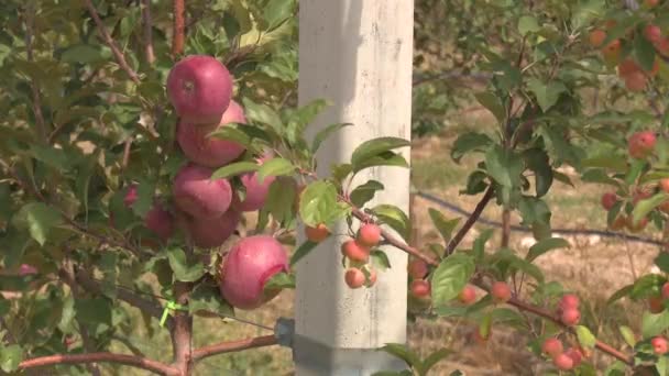 Großer Hof Mit Roten Äpfeln — Stockvideo