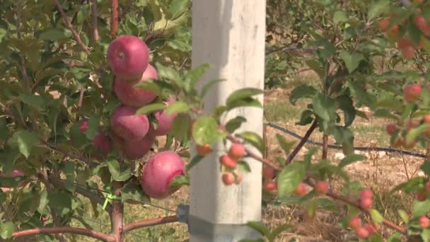 Big Farm Red Apples — Stockvideo