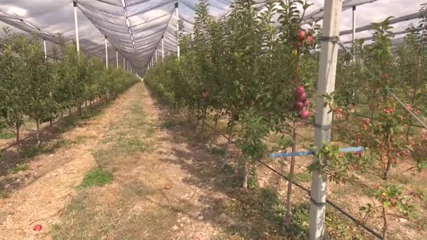Großer Bauernhof Mit Roten Und Grünen Äpfeln — Stockvideo