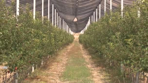 赤いリンゴの大きな農場 — ストック動画