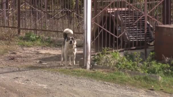 Cane Guardia Arrabbiato Nel Villaggio — Video Stock