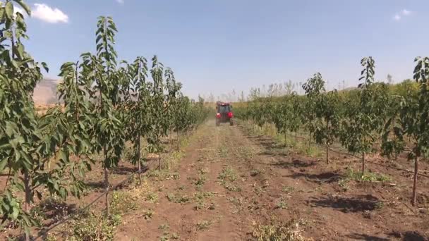 農場で働く赤いトラクター — ストック動画