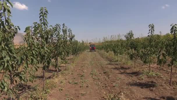 Tractor Rojo Trabajando Granja — Vídeos de Stock