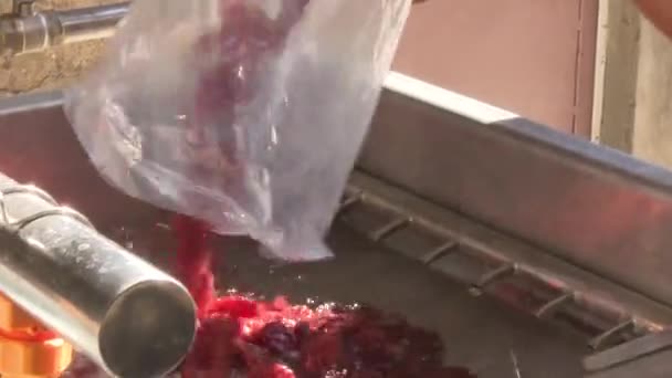 Processo Lavorazione Fabbrica Frutta Secca — Video Stock