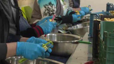 Kurumuş meyve fabrikasında çalışma süreci