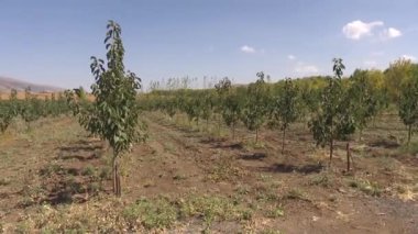 Damla sulama sistemi olan büyük badem çiftliği