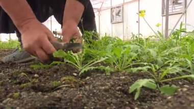 biberiye serasında çalışma süreci