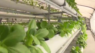 seradaki aquaponics çiftliği