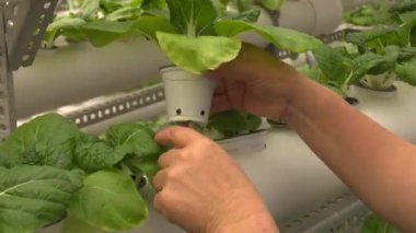 seradaki aquaponics çiftliği