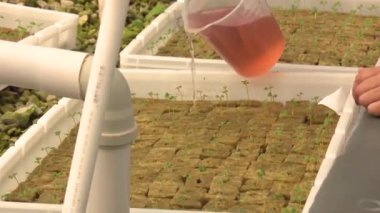 seradaki aquaponics çiftliği