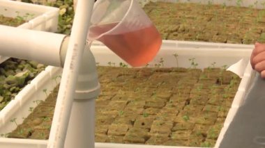 seradaki aquaponics çiftliği