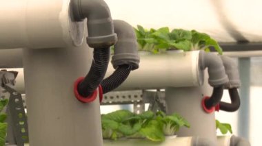seradaki aquaponics çiftliği