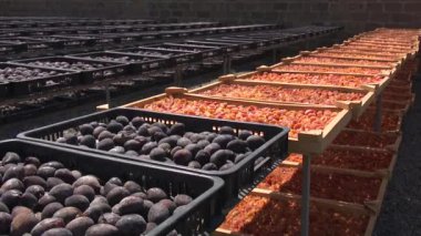 Kurumuş meyve fabrikasında çalışma süreci