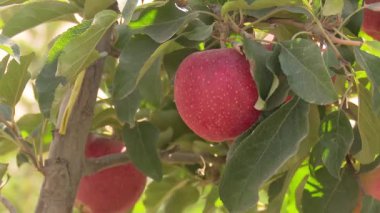Büyük kırmızı ve yeşil elma çiftliği