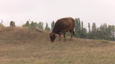 Köyde çayırdaki inekler