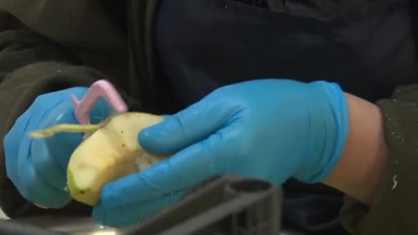 Proces Obróbki Fabryce Suszonych Owoców — Wideo stockowe