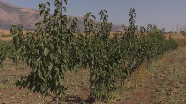 大規模なアーモンド農場と点滴灌漑システム — ストック動画