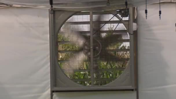 ローズマリー温室での作業プロセスは — ストック動画